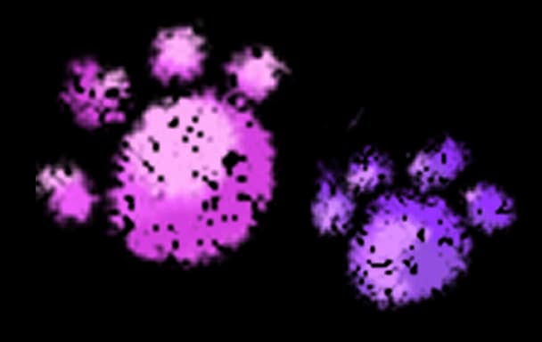 paw